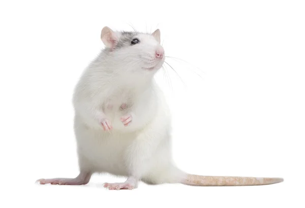 Ratte vor weißem Hintergrund — Stockfoto