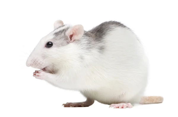 Beyaz arka plan önünde sıçan — Stok fotoğraf