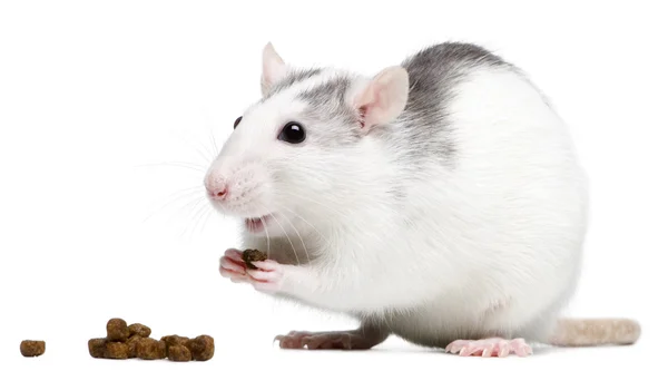 Rato comendo na frente de fundo branco — Fotografia de Stock