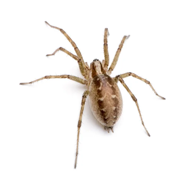 Tisseur d'entonnoir de grange araignée Tegenaria agrestis — Photo
