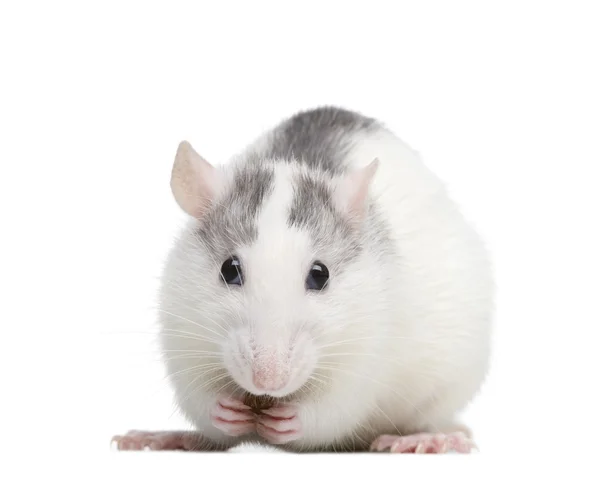 Rat voor een witte achtergrond — Stockfoto