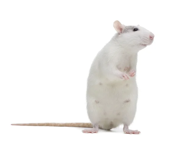 Ratte vor weißem Hintergrund — Stockfoto