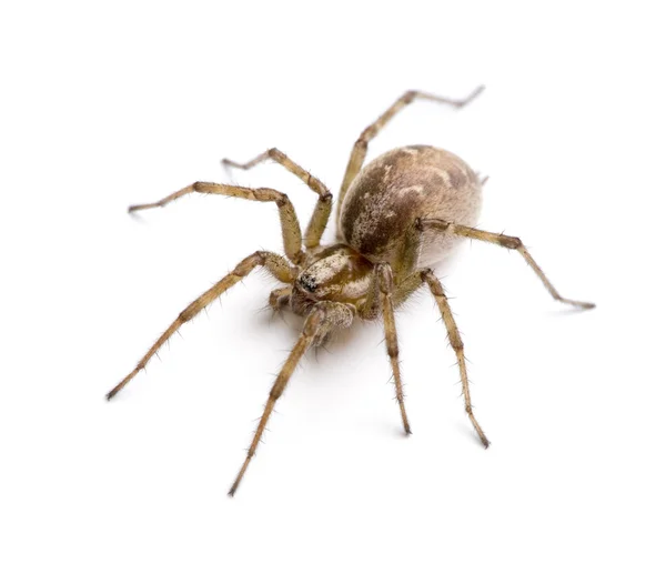 Ahır huni weaver spider-tegenaria agrestis — Stok fotoğraf