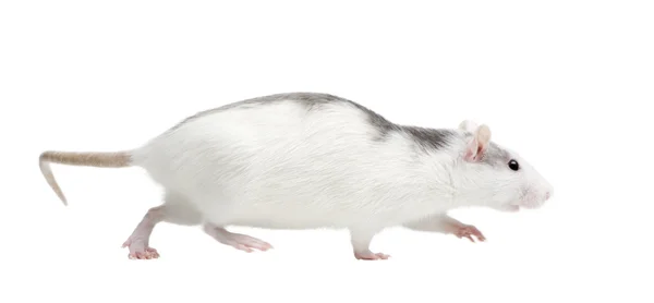 Szczur przed białym tle — Zdjęcie stockowe