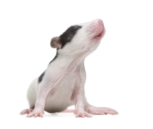 Rat in front of a white background — Stock Photo, Image