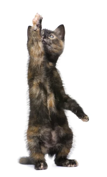 별 갑 고양이 (2 개월) — 스톡 사진