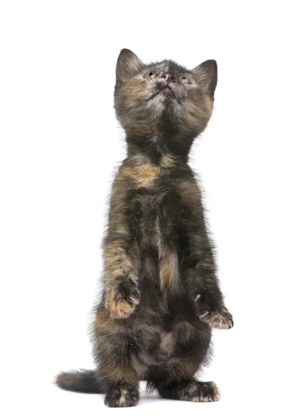 Kociak szylkret (2 miesiące) — Zdjęcie stockowe