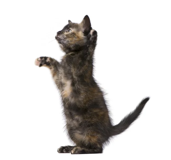 별 갑 고양이 (2 개월) — 스톡 사진