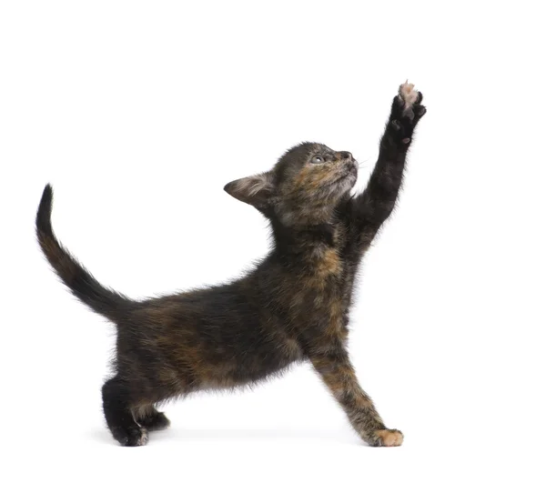 べっ甲子猫 (2 ヶ月) — ストック写真
