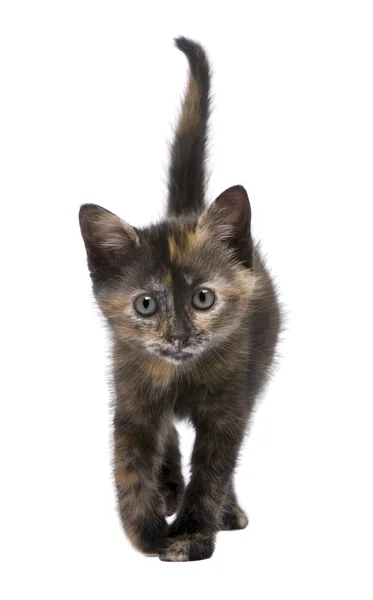 べっ甲子猫 (2 ヶ月) — ストック写真