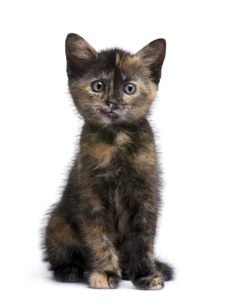 Vos kitten (2 maanden) — Stockfoto