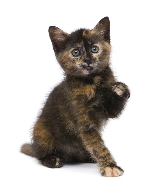 Vos kitten (2 maanden) — Stockfoto