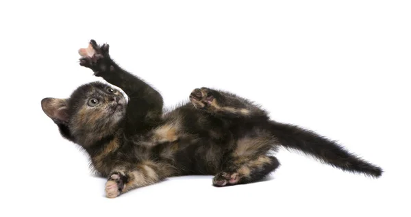 玳瑁小猫 (2 个月) — 图库照片