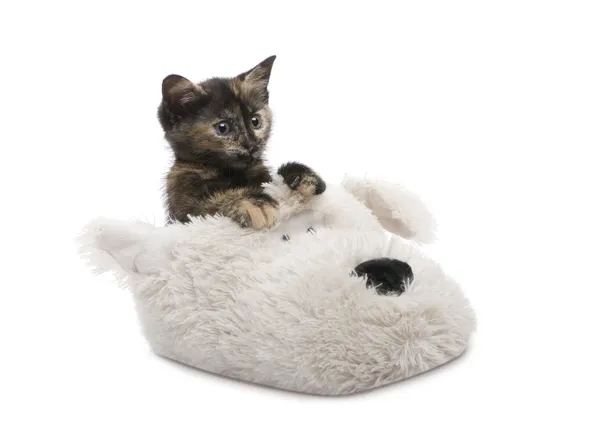 玳瑁小猫 (2 个月) — 图库照片