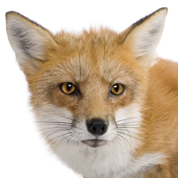 Red fox (4 roky)-Vulpes vulpes — Stock fotografie