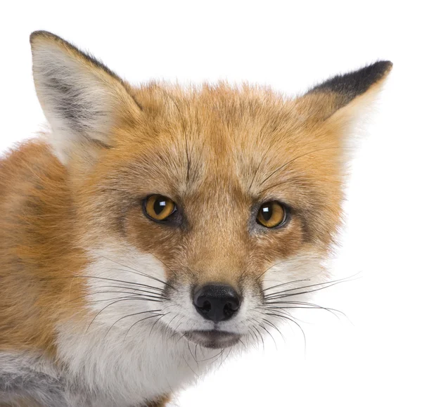 Red fox (4 år)-Vulpes vulpes — Stockfoto