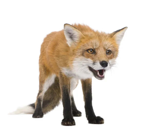 赤狐 (4 年)-ホンドギツネ キツネ属 — ストック写真
