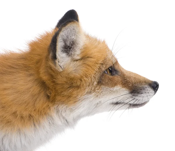Red fox (4 года) - Vulpes vulpes — стоковое фото