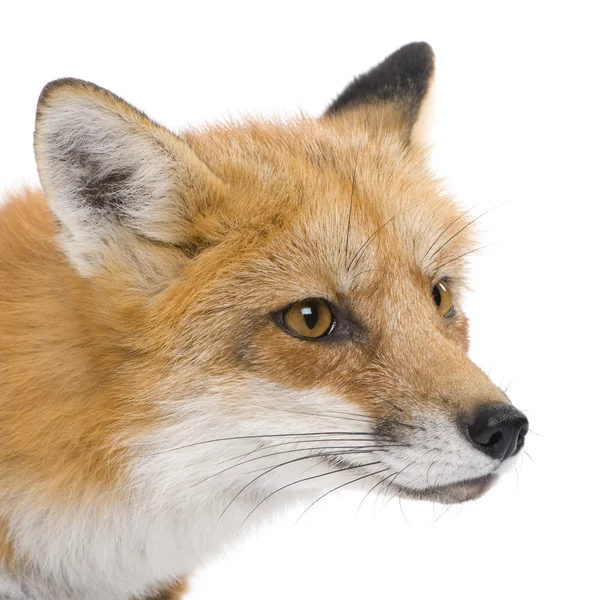 Лисиця руда (4 роки)-лисиця лисиця — стокове фото