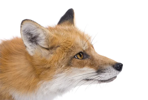 Κόκκινη αλεπού (4 έτη)-Vulpes vulpes — Φωτογραφία Αρχείου