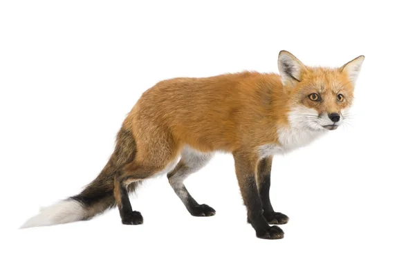 Red fox (4 years)- Vulpes vulpes — Stock Photo, Image