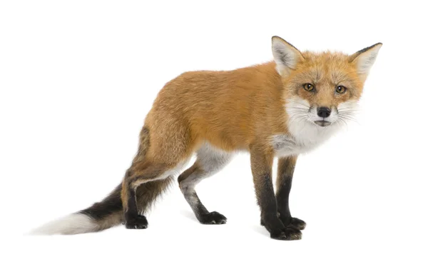 Red fox (4 years)- Vulpes vulpes — Stock Photo, Image