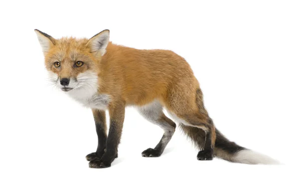 Red fox (vier jaar)-Vulpes vulpes — Stockfoto