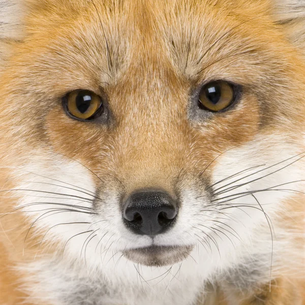 红狐狸 (4 年)-Vulpes vulpes — 图库照片
