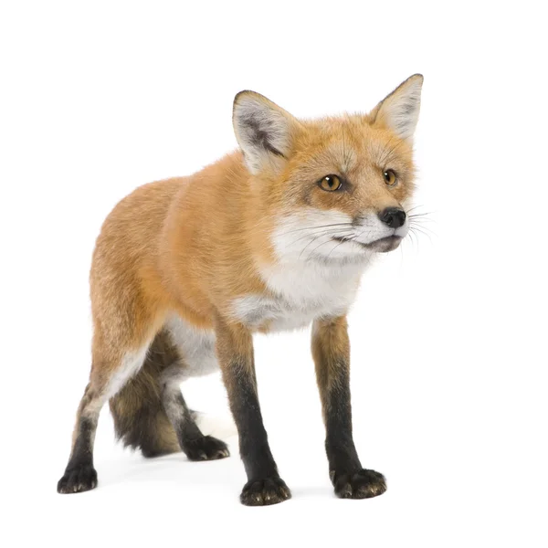 赤狐 (4 年)-ホンドギツネ キツネ属 — ストック写真
