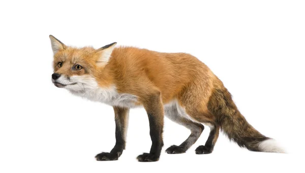 Red fox (vier jaar)-Vulpes vulpes — Stockfoto