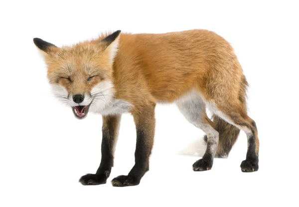 Red fox vypnout něco (4 roky)-Vulpes vulpes — Stock fotografie