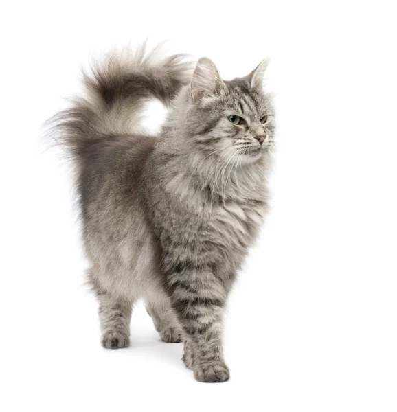 Cruce siberiano gato y persa gato — Foto de Stock