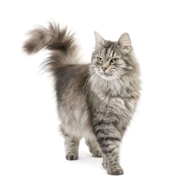Crossbreed gatto siberiano e gatto persiano — Foto Stock