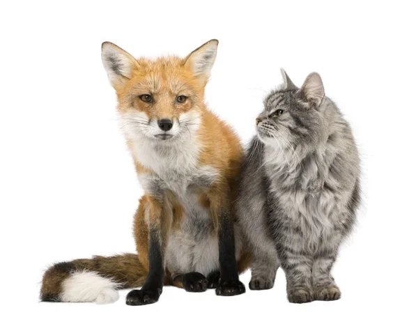 Bir tilki ve kedi — Stok fotoğraf