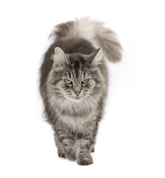 Gato siberiano cruzado e gato persa — Fotografia de Stock