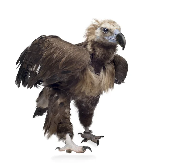 Eurasian Black Vulture (42 years) - Aegypius monachus — Stock Photo, Image