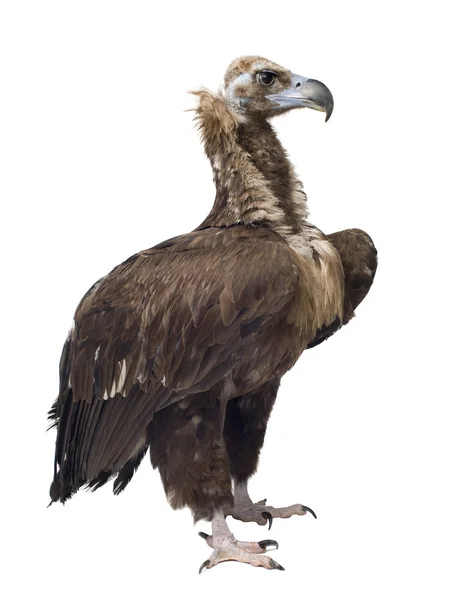 欧亚黑美洲鹫 (42 年)-秃鹫 — 图库照片