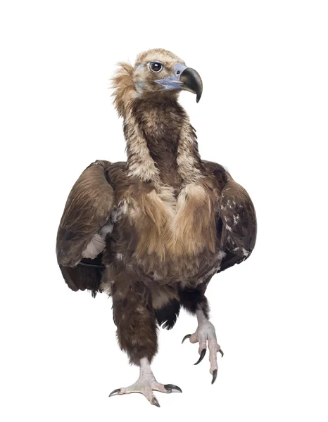 Eurasian Black Vulture (42 años) - Aegypius monachus — Foto de Stock