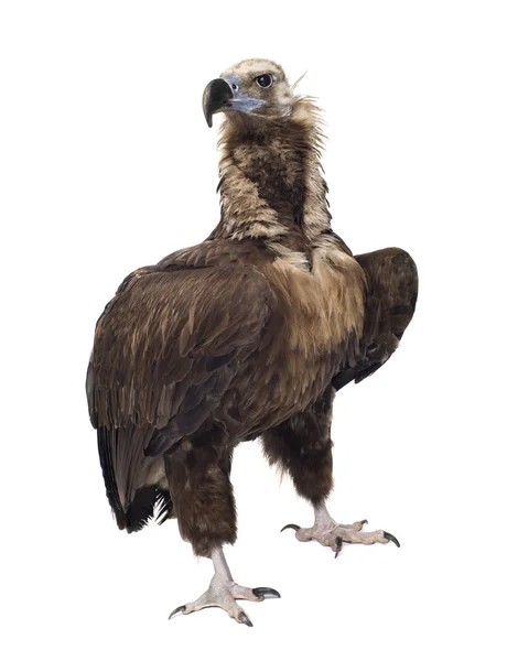 Eurasian Black Vulture (42 años) - Aegypius monachus —  Fotos de Stock