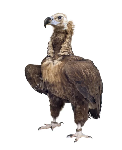 Eurasian Black Vulture (42 años) - Aegypius monachus — Foto de Stock