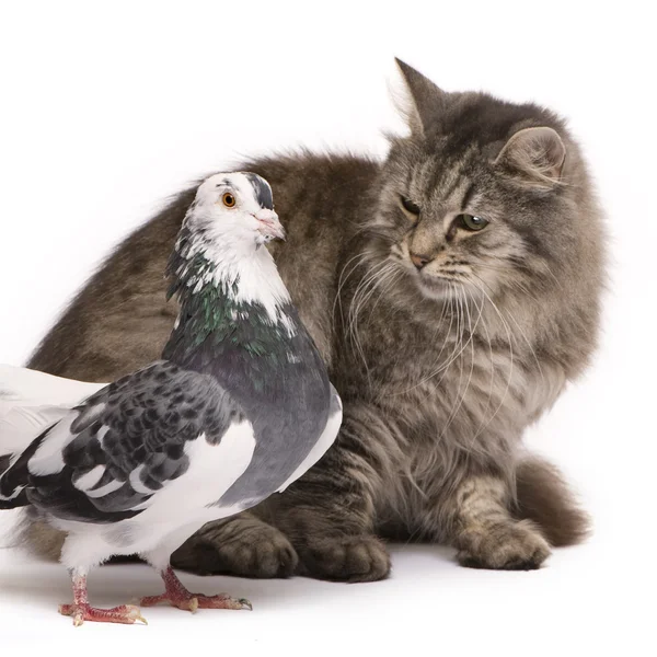 Mieszaniec syberyjski kot i kot Perski — Zdjęcie stockowe