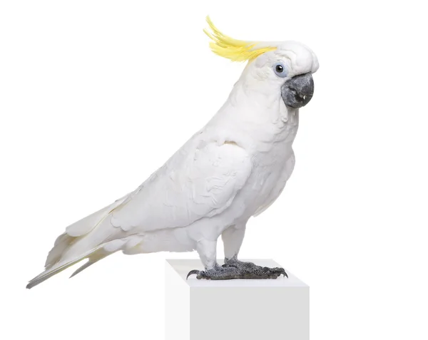 Sulphur-crested Cockatoo (22 years) - Cacatua galerita — Stock Photo, Image