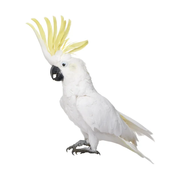 Sulphur-crested Cockatoo (22 years) - Cacatua galerita — Stock Photo, Image
