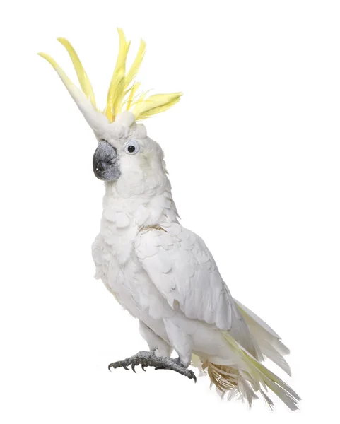 Kükürt tepeli kakadu (22 yaş) - Cacatua galerita — Stok fotoğraf