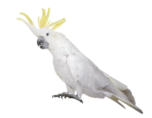 Cockatoo crestato di zolfo (22 anni) - Cacatua galerita — Foto Stock