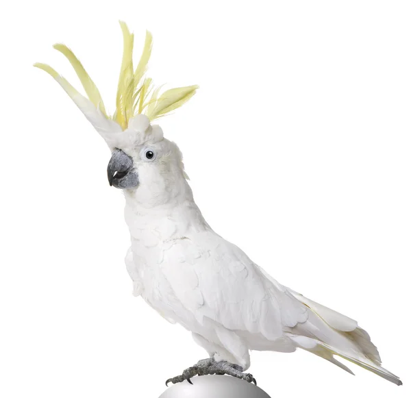 Sulphur crested Cockatoo (22 jaar) - Cacatua galerita — Stockfoto