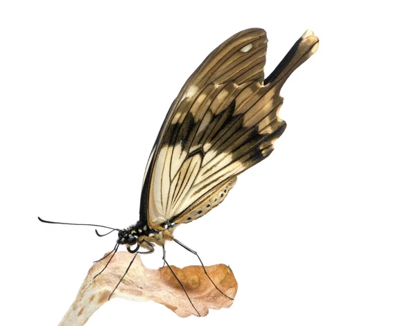 Papilio - dardanos papilio — Fotografia de Stock