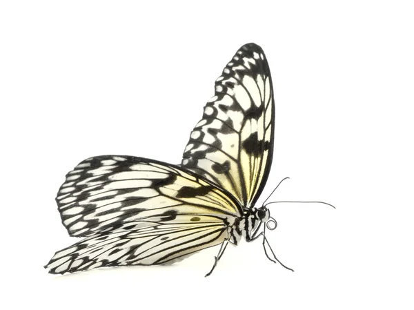 Ideia leuconoe borboleta — Fotografia de Stock