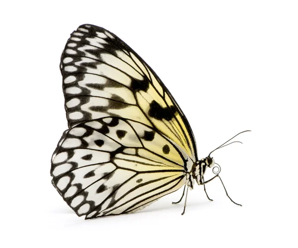 Fikir leuconoe kelebek — Stok fotoğraf