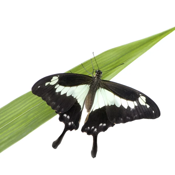 Papilo - Papilio phorcas — Stok fotoğraf